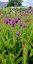 SPORÝŠ - VERBENA RIGIDA VENOSA LILAC