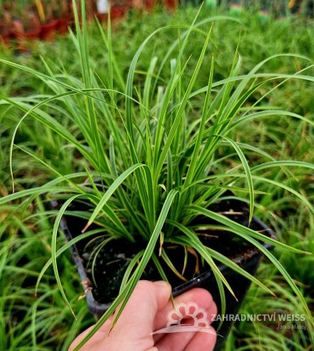 CAREX DOLICHOSTACHYA GOLD FOUNTAIN