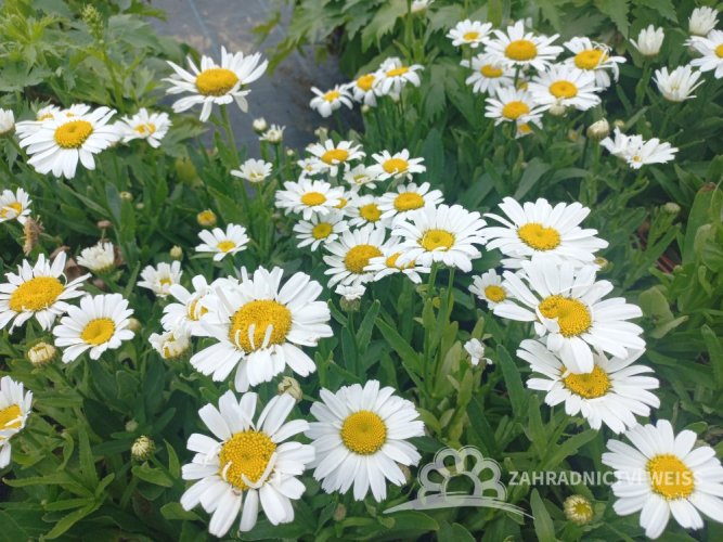 KOPRETINA - LEUCANTHEMUM VULGARE MAIKÖNIGIN
