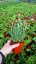 KOPRETINA MAROCKÁ - RHODANTHEMUM HOSMARIENSE ZAGORA PINK ®