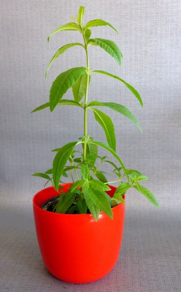 VERBENA CITRÓNOVÁ - LIPPIA CITRIODORA