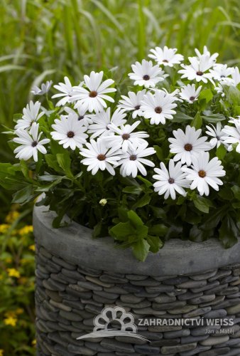 OSTEOSPERMUM BÍLE - MARGARITA WHITE