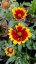 KOKARDA GAILLARDIA SUNRITA YELLOW RED RING