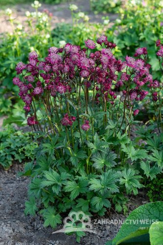 JARMANKA - ASTRANTIA ASTRA RED