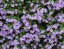 BACOPA - BAKOPA MODRÁ