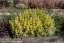 VRBINA - LYSIMACHIA ALEXANDER