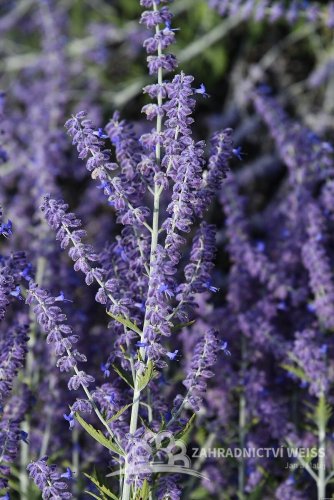 PEROVSKIA ATRIPLICIFOLIA -  PEROVSKIE LACEY BLUE