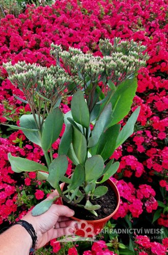 SEDUM TELEPHIUM MR GOODBUD
