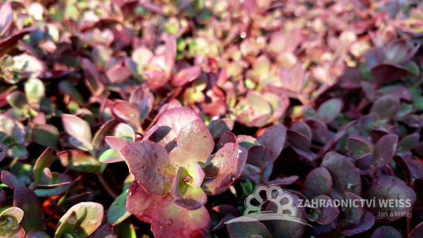 SEDUM SUNSPARKLER FIRECRACKER