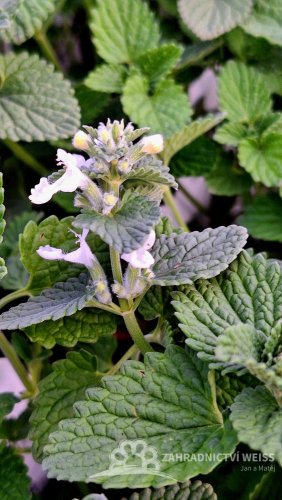 ŠANTA KOČÍČÍ BÍLÁ - NEPETA SNOWFLAKE
