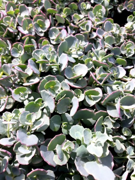 SEDUM SIEBOLDII