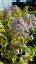 PHLOX PANICULATA - SUMMER FLOWERING NORA LEIGH