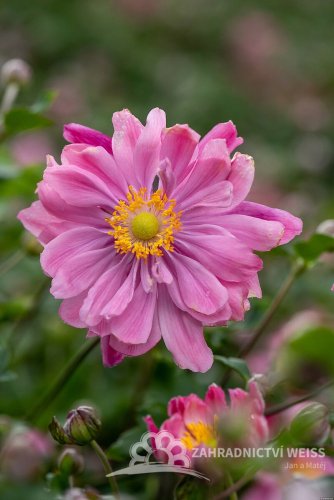 SASANKA - ANEMONE HYB. BRESSINGHAM GLOW