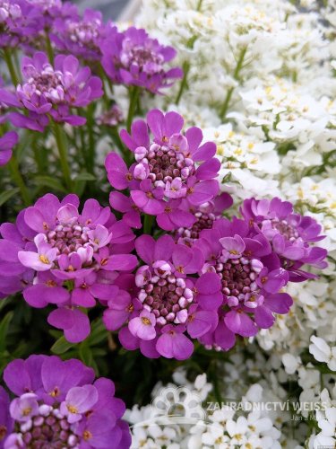 IBERKA STÁLEZELENÁ - IBERIS ABSOLUTELY AMETHYST ®