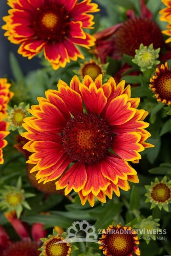 KOKARDA - GAILLARDIA "SPINTOP ORANGE HALO"