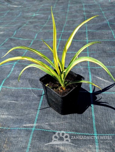 JUKA - YUCCA FILAMENTOSA COLOR GUARD