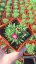 DELOSPERMA COOPERI JEWEL OF DESERT AMETHYST