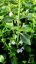 MARULKA LÉKAŘSKÁ – CALAMINTHA NEPETA - BÍLÁ