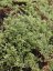 MATEŘÍDOUŠKA - THYMUS HIGHLAND CREAM