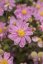 SASANKA - ANEMONE PRETTY LADY EMILY