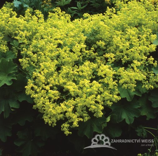 KONTRYHEL MĚKKÝ - ALCHEMILLA MOLLIS IRISH SILK