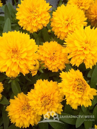 KRÁSNOOČKO - COREOPSIS GRAN. SOLANNA GOLDEN SPHERE