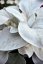 STARČEK - SENECIO CANDIDANS – ANGEL WINGS