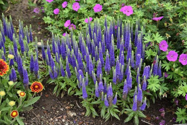 VERONICA SPICATA ROYAL CANDLES