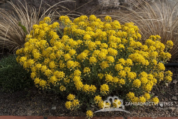 TAŘICE HORSKÁ - ALYSSUM MONTANUM GOLDEN SPRING