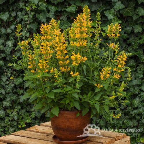 AGASTACHE KUDOS YELLOW