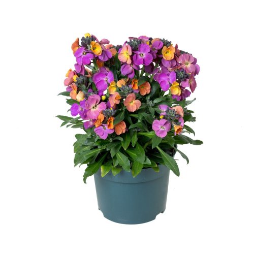 ERYSIMUM ERYSISTIBLE MAGENTA