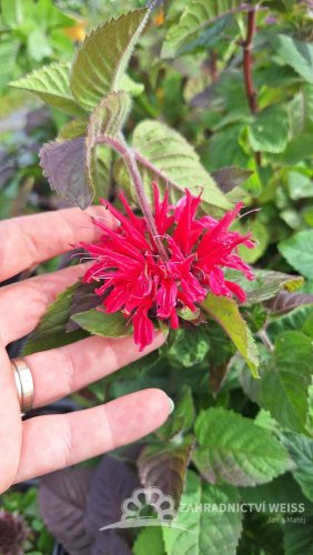 MONARDA HYBRIDA BEE-HAPPY