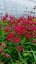 PENSTEMON ANDENKEN AN FREDERIK HAHN´(GARNET)