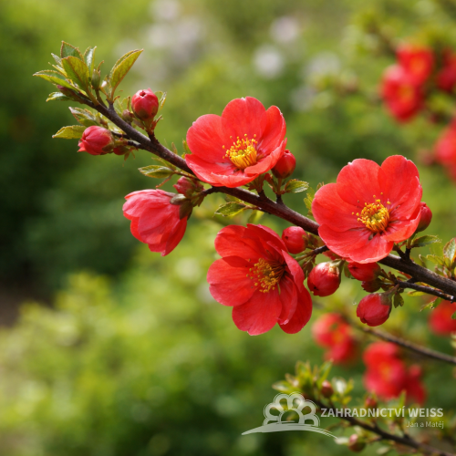KDOULOVEC – CHAENOMELES SUP. TEXAS SCARLET