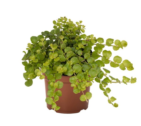 LYSIMACHIA