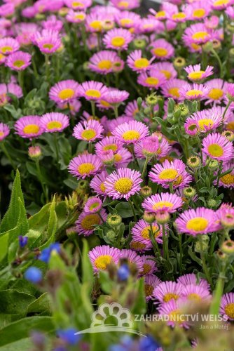 TURAN - ERIGERON GLAUCUS SEA BREEZE