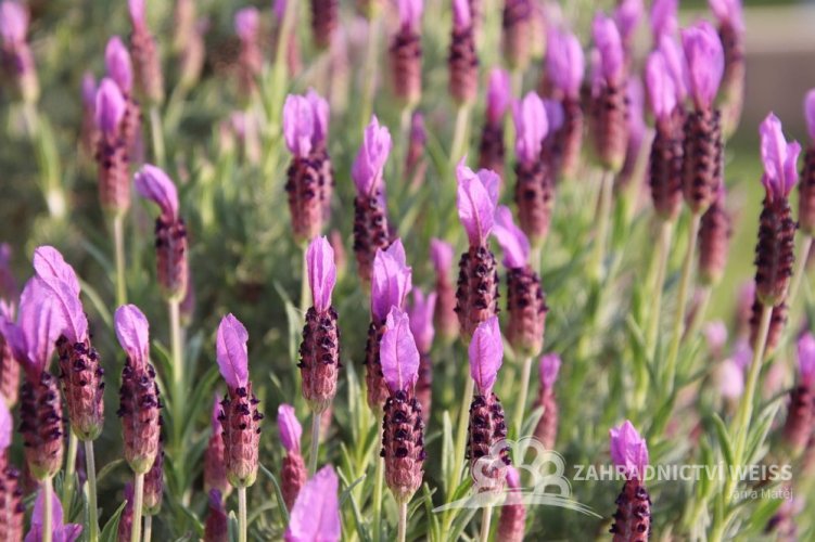 LEVANDULE KORUNKOVÁ - LAVANDULA STOECHAS PAPILLON