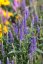 VERONICA LONGIFOLIA FIRST GLORY ®