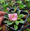 LEWISIA ELISE BRIGHT MIX