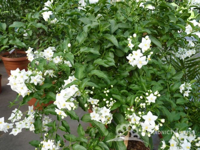 SOLANUM JASMINOIDES - LILEK JASMÍNOKVĚTÝ