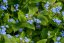 BRUNNERA MACROPHYLLA
