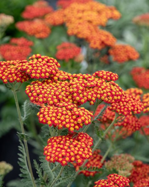 ACHILLEA MILLEFOLIUM WALTHER FUNCKE