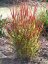PROSO PRUTNATÉ - PANICUM VIRGATUM SANGRIA