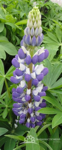 LUPINA - LUPINUS POLYPHYLLUS LEGENDARY BLUE SHADES