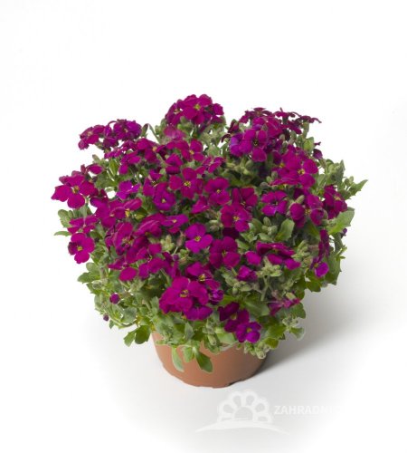 TAŘIČKA - "AUBRIETA GRACILIS AUDREY RED F1