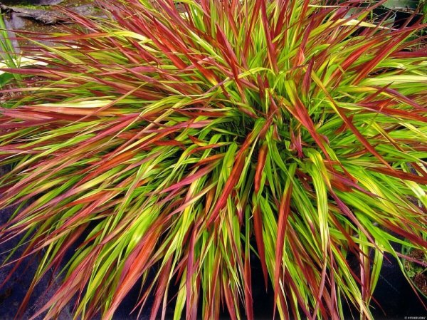 RÁKOSOVKA VELKÁ -HAKONECHLOA MACRA MULLED WINE
