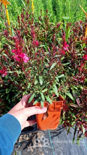 GAURA LINDHEIMERI DARK PINK