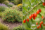 KUSTOVNICE ČÍNSKÁ - LYCIUM CHINENSE LITTLE GOJI