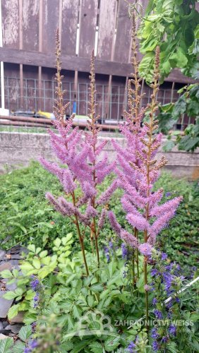 ČECHRAVA - ASTILBE CHINENSIS PUMILA