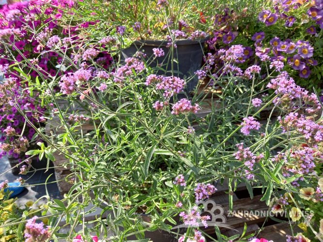 VERBENA RIGIDA SANTOS - SPORÝŠ TUHÝ